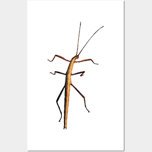 Southern Two-striped Walkingstick Posters and Art